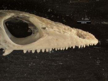 Media type: image;   Herpetology R-24413